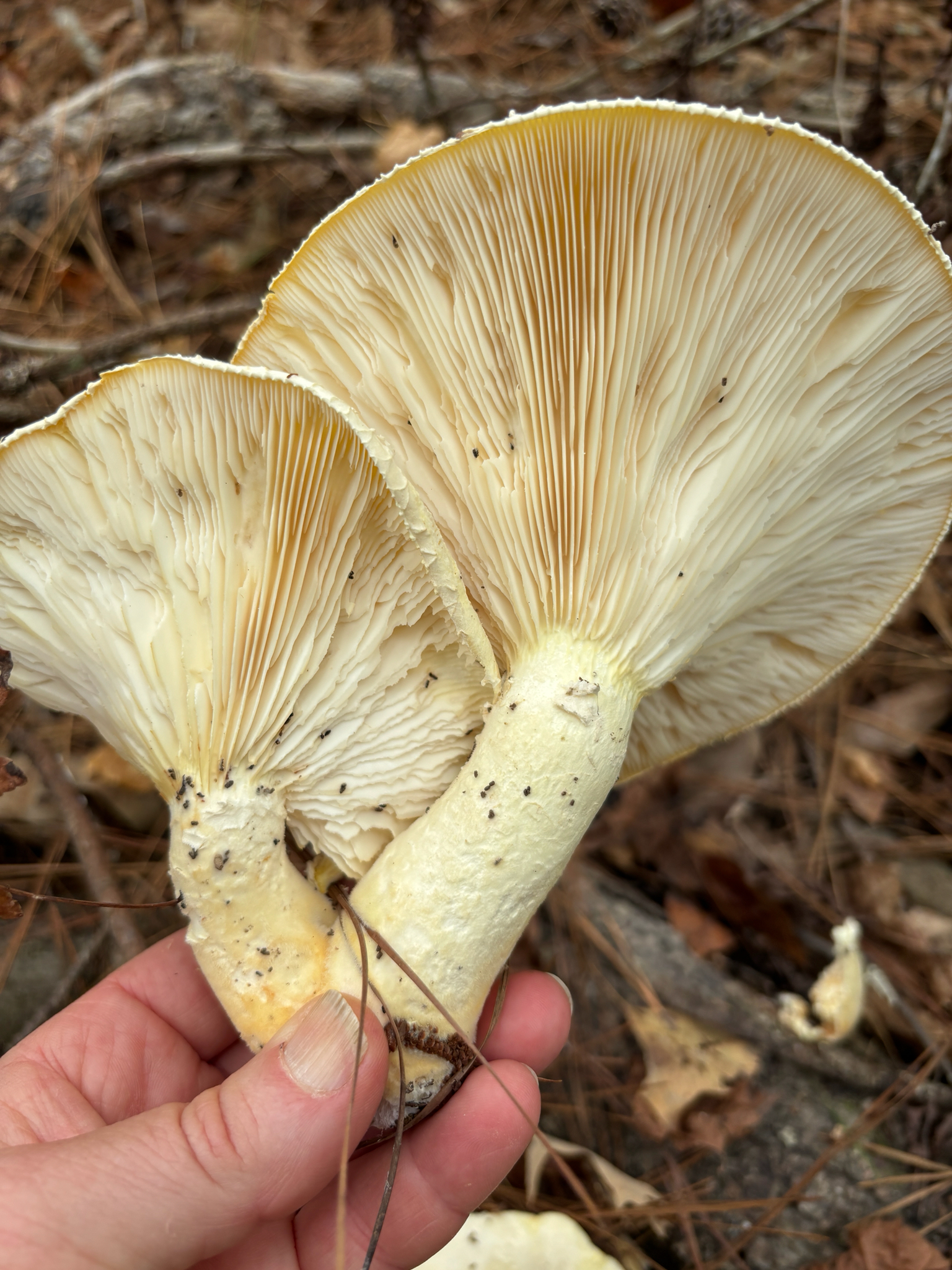 Observation mo-638836, Pleurotus levis