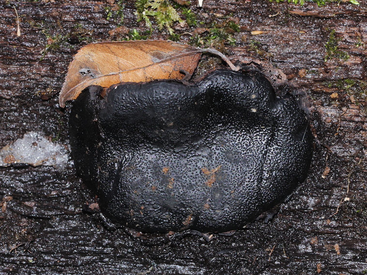 Observation mo-640682, Camarops petersii