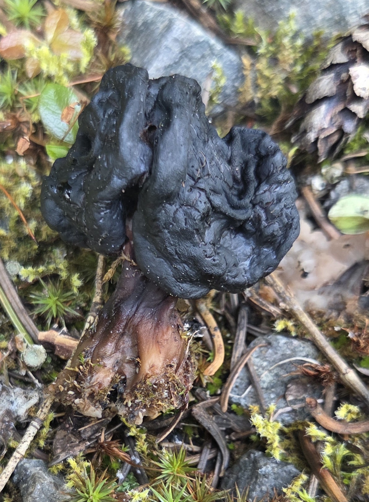 Observation mo-641519, Gyromitra esculenta
