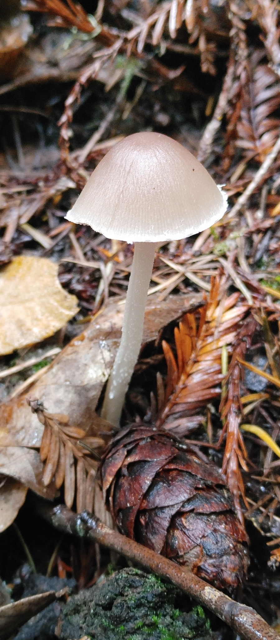 Observation mo-641786, Psathyrella longipes