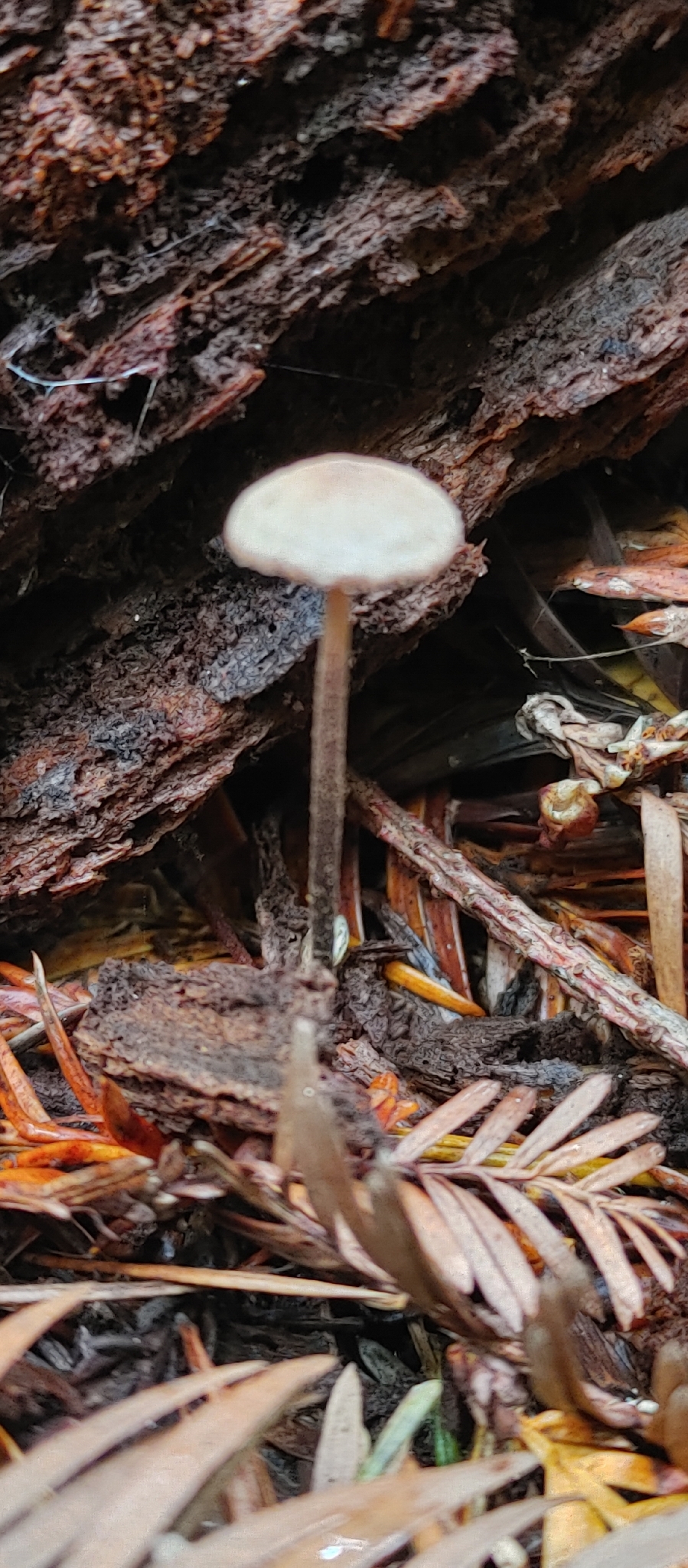 Observation mo-641788, Paragymnopus sequoiae