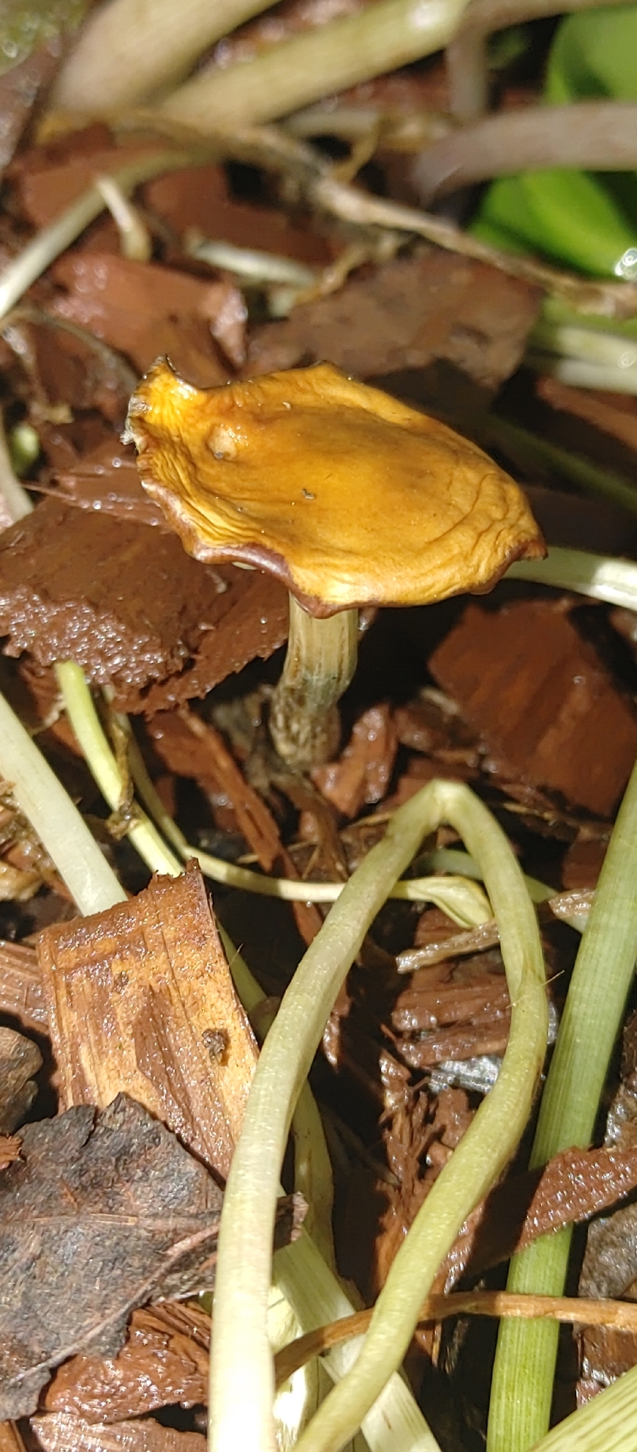 Observation mo-641798, Psilocybe cyanescens