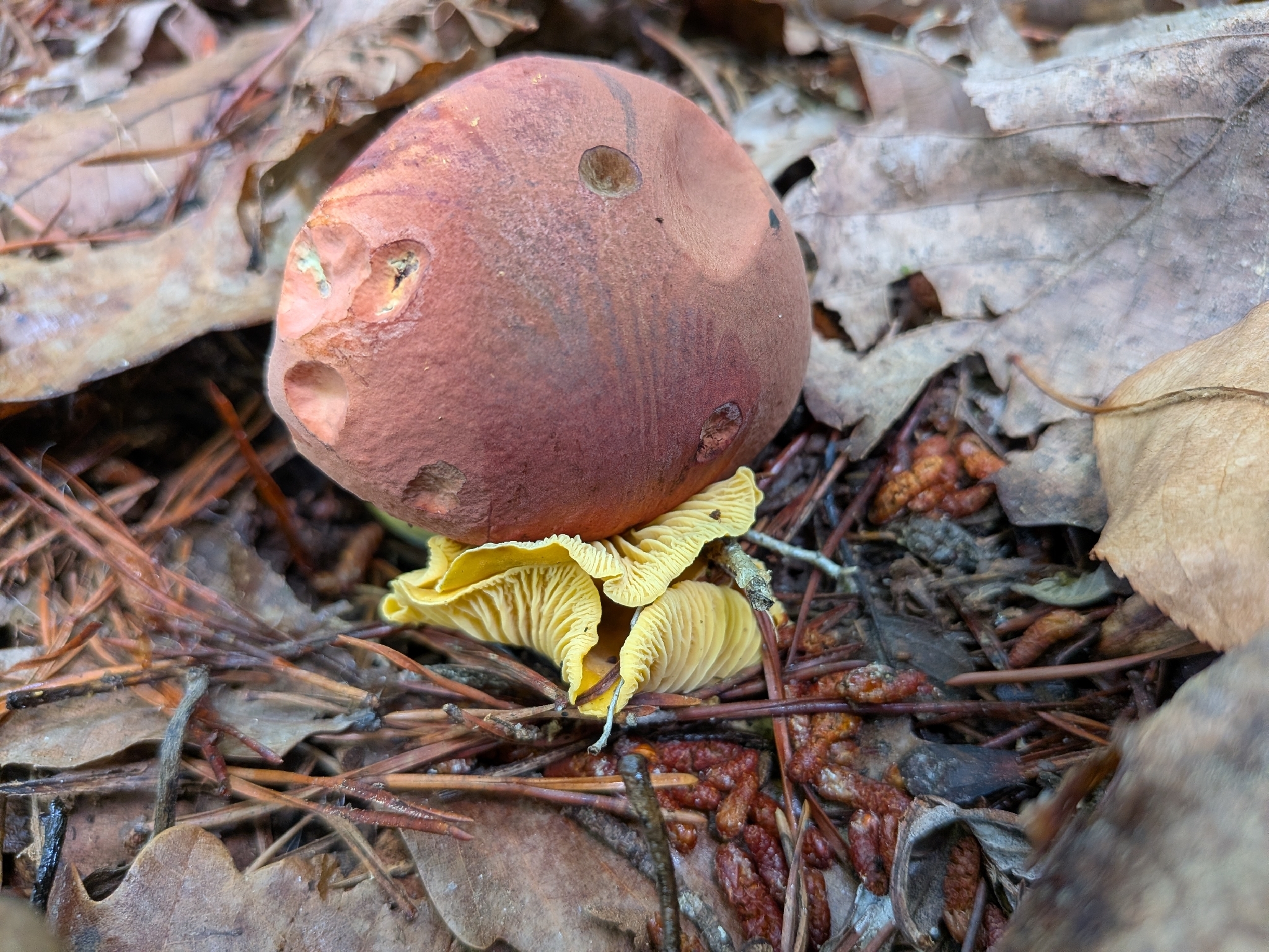 Observation mo-641960, Boletus roseolateritius