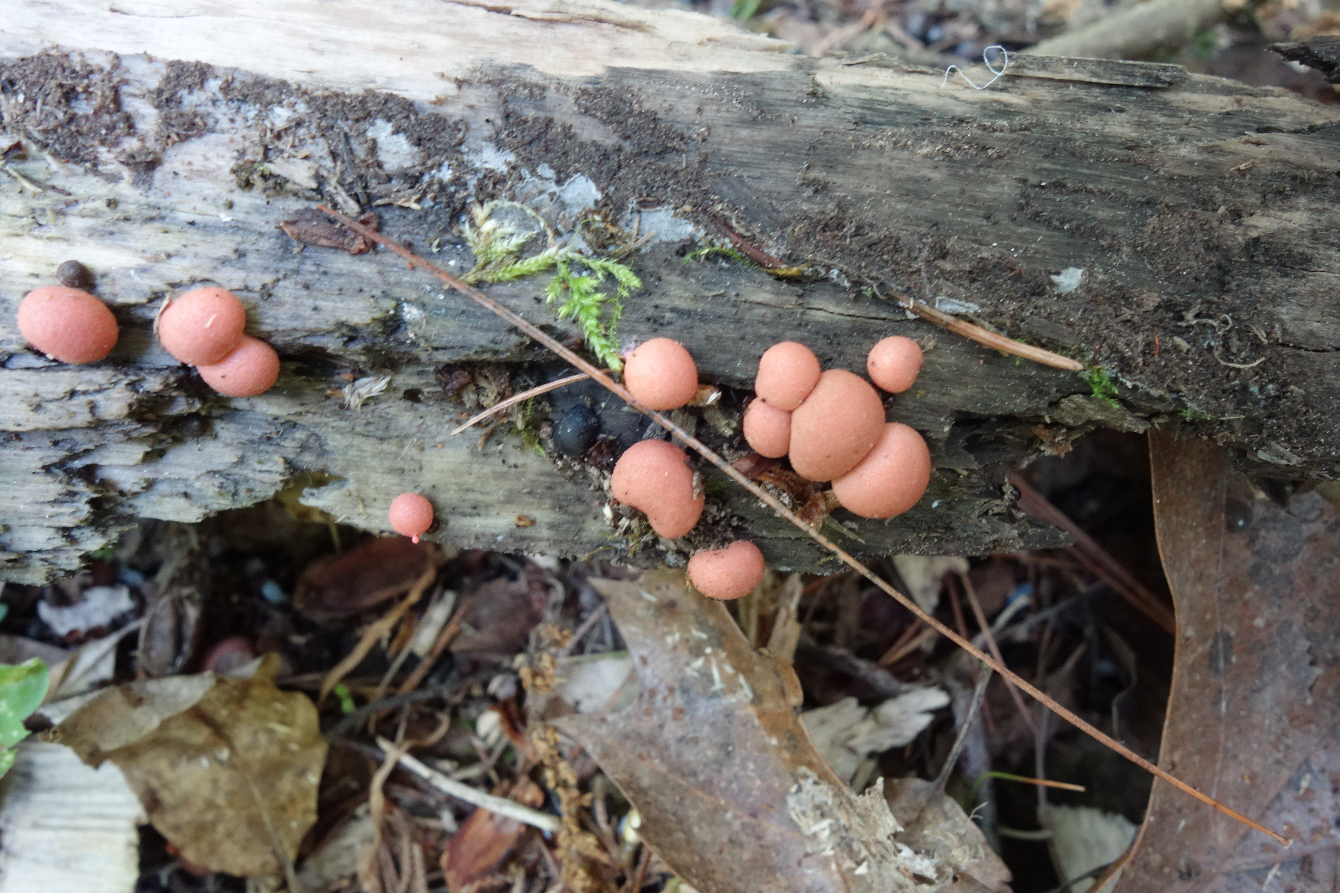 Observation mo-641982, Lycogala epidendrum