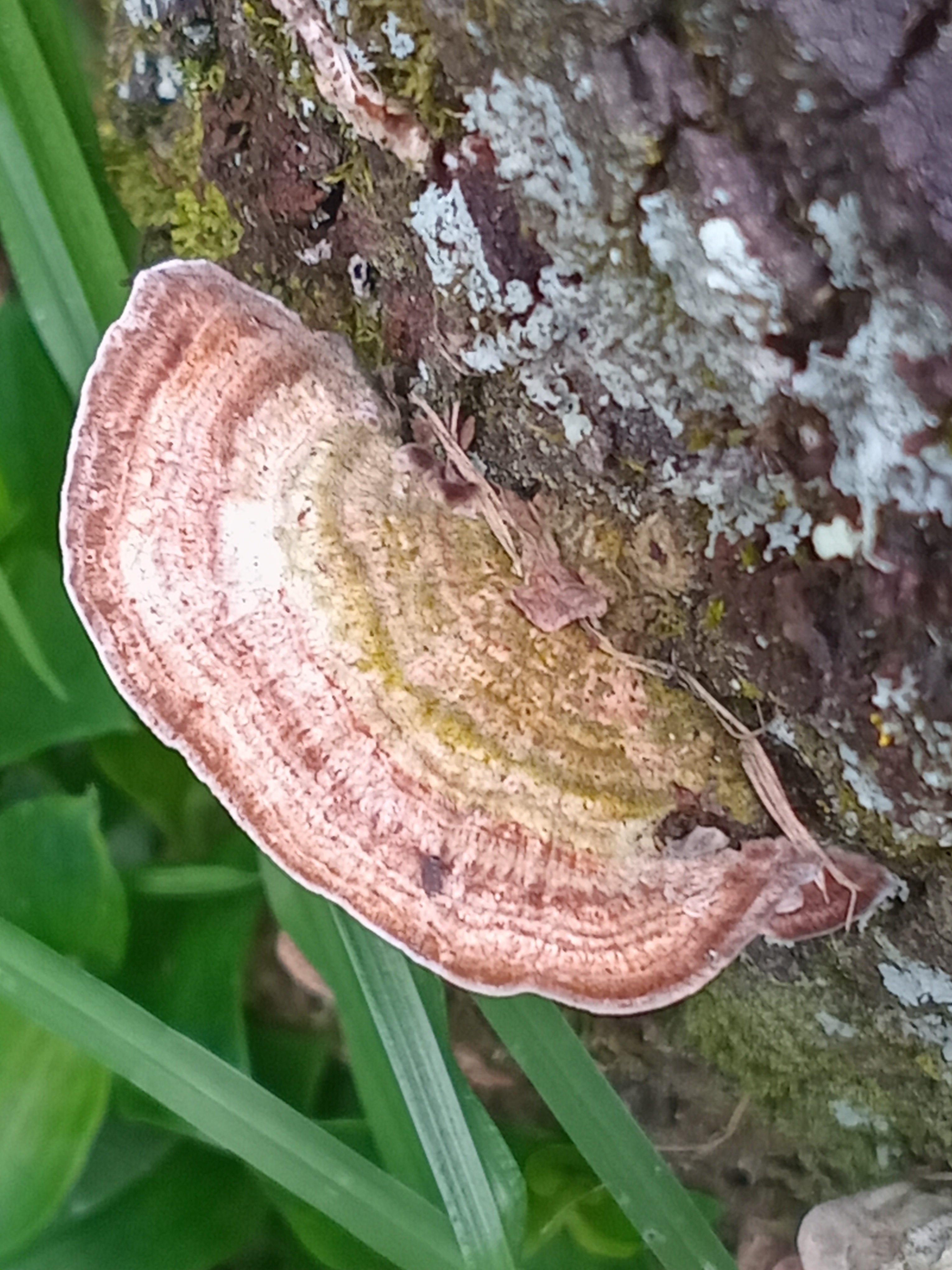 Observation mo-642016, Trametes hirsuta