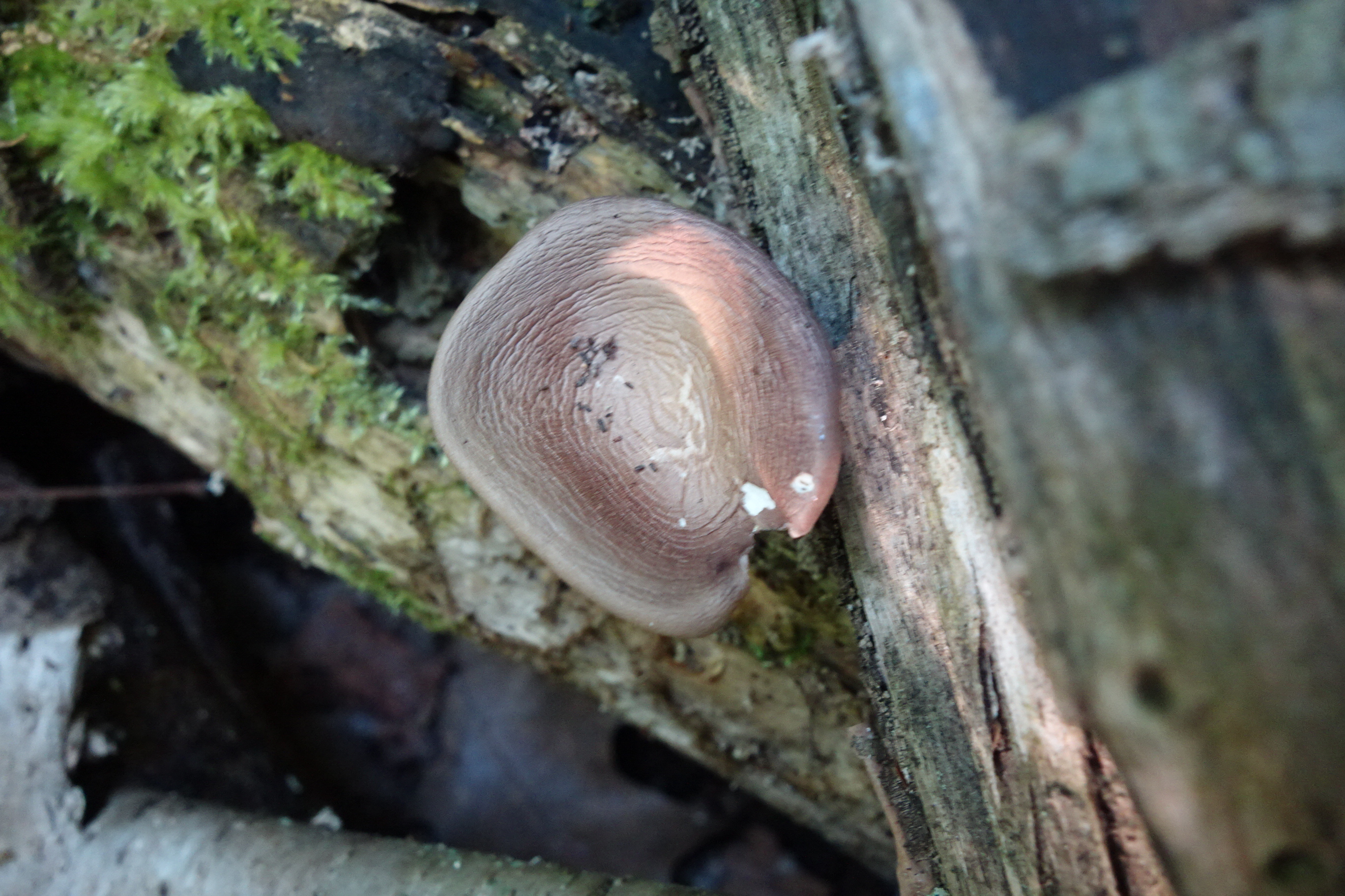 Observation mo-642111, Panus conchatus