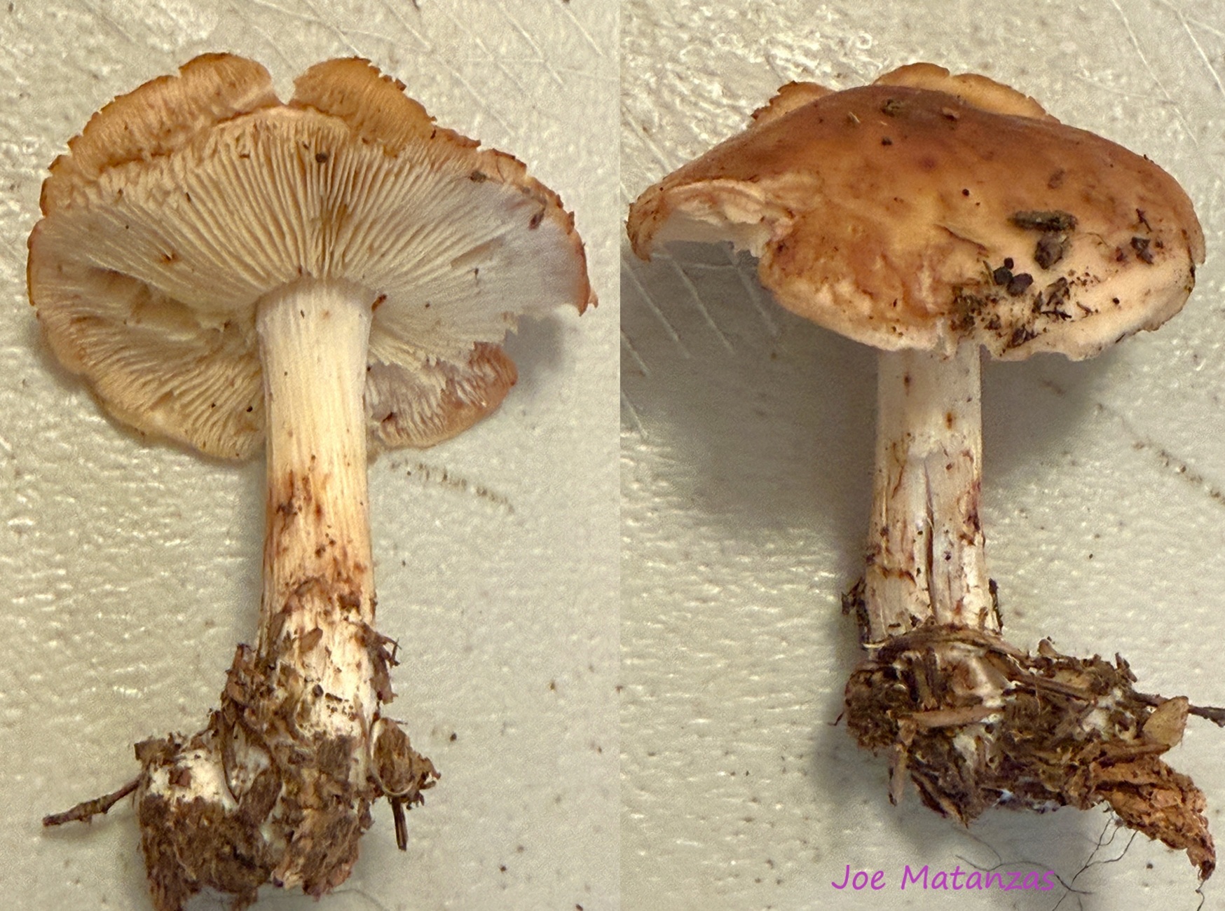 Observation mo-642157, Rhodocollybia maculata