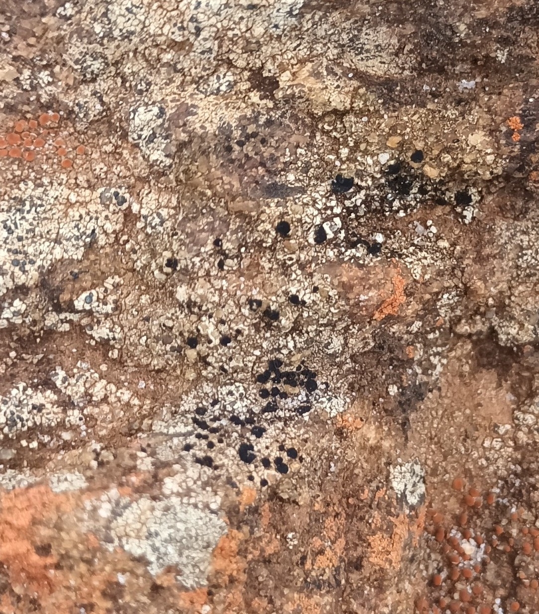 Observation mo-642287, Lecidella stigmatea