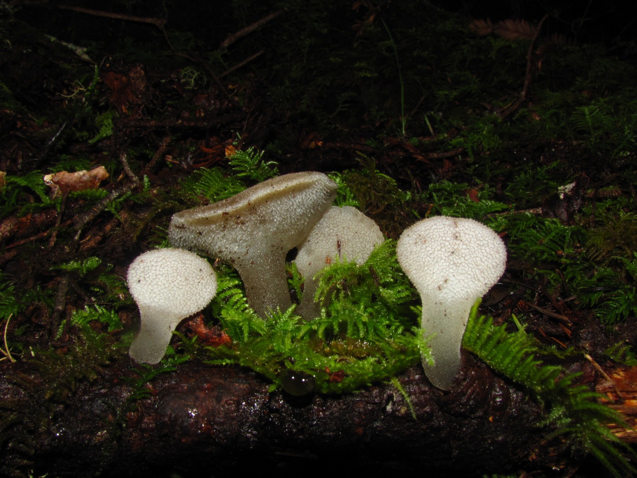 Observation mo-64406, Pseudohydnum gelatinosum