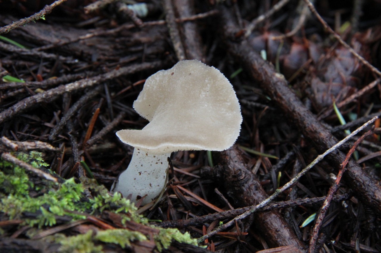 Observation mo-64730, Pseudohydnum gelatinosum