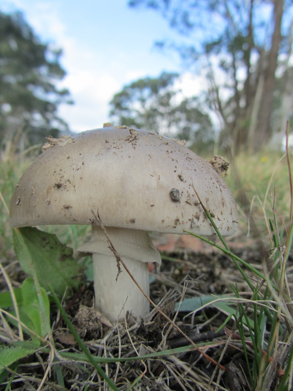 Observation mo-65012, Amanita sp. 'AUS18'