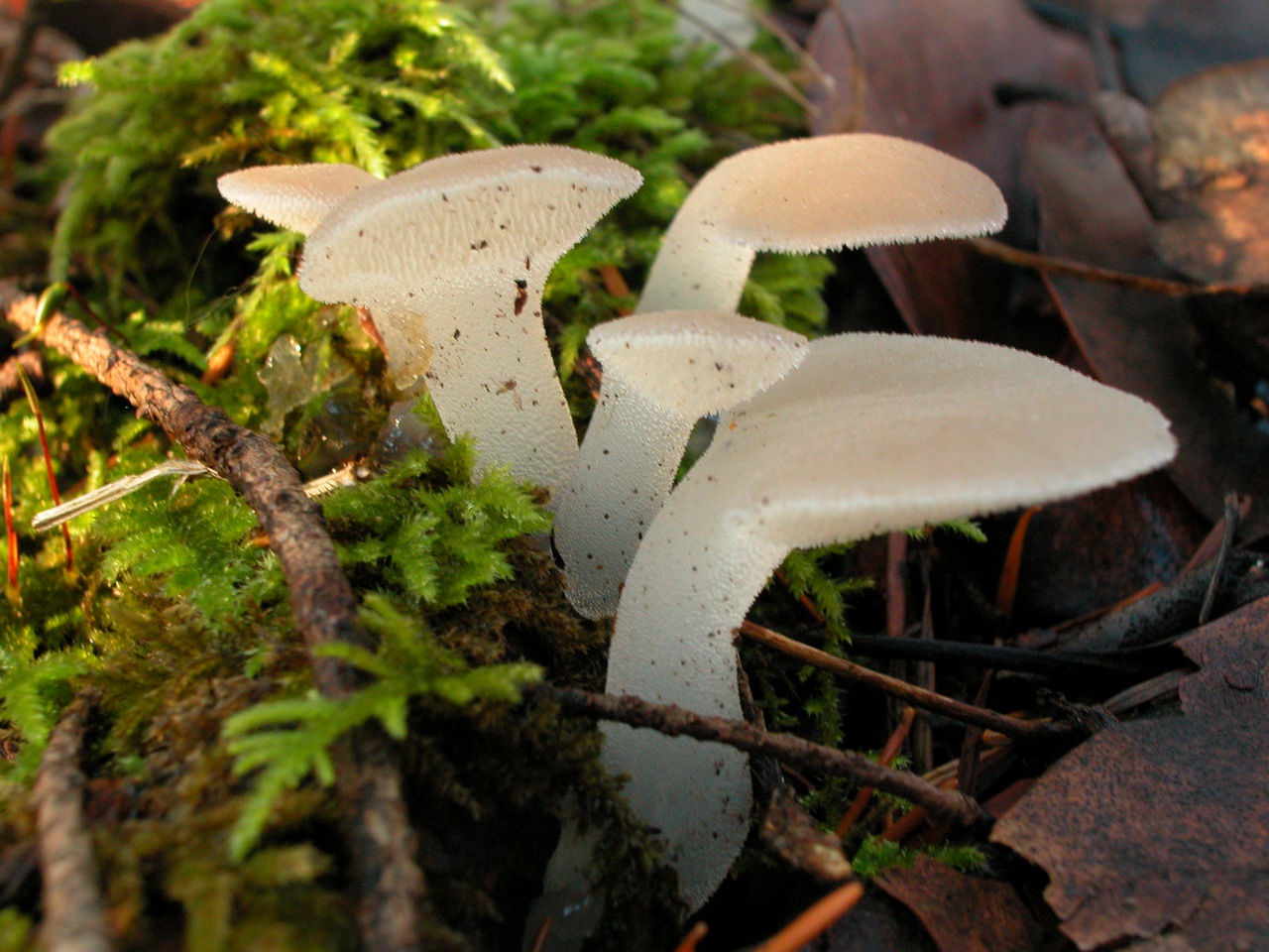 Observation mo-66072, Pseudohydnum gelatinosum