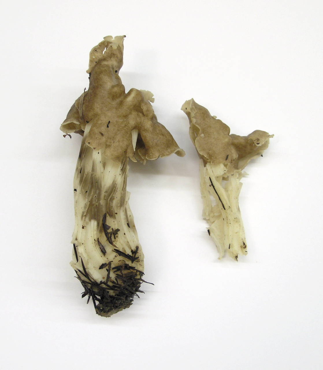Observation mo-6629, Helvella maculata