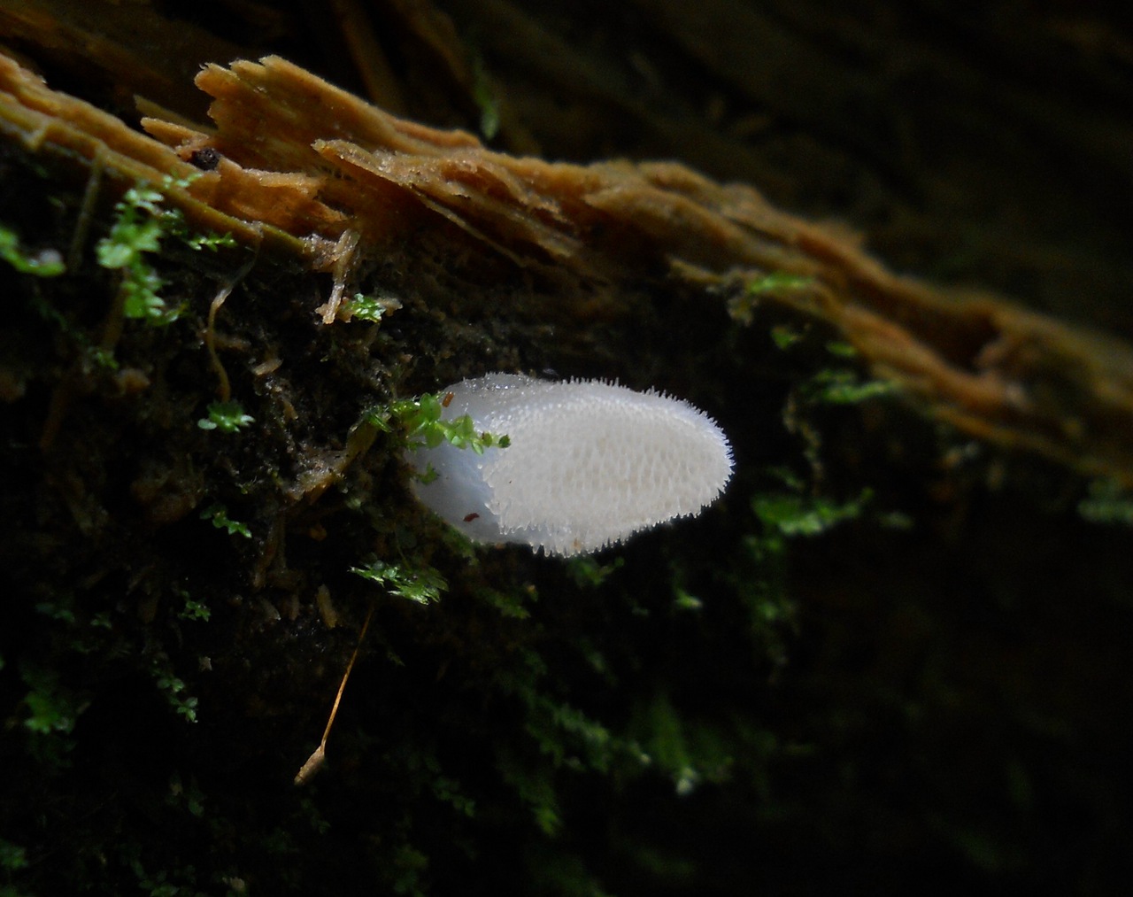 Pseudohydnum gelatinosum
