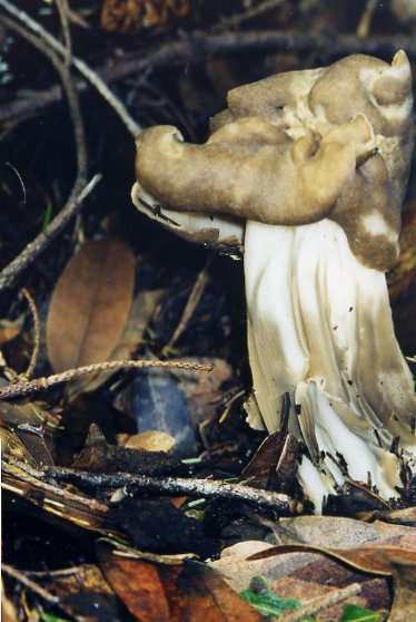 Observation mo-6885, Helvella maculata