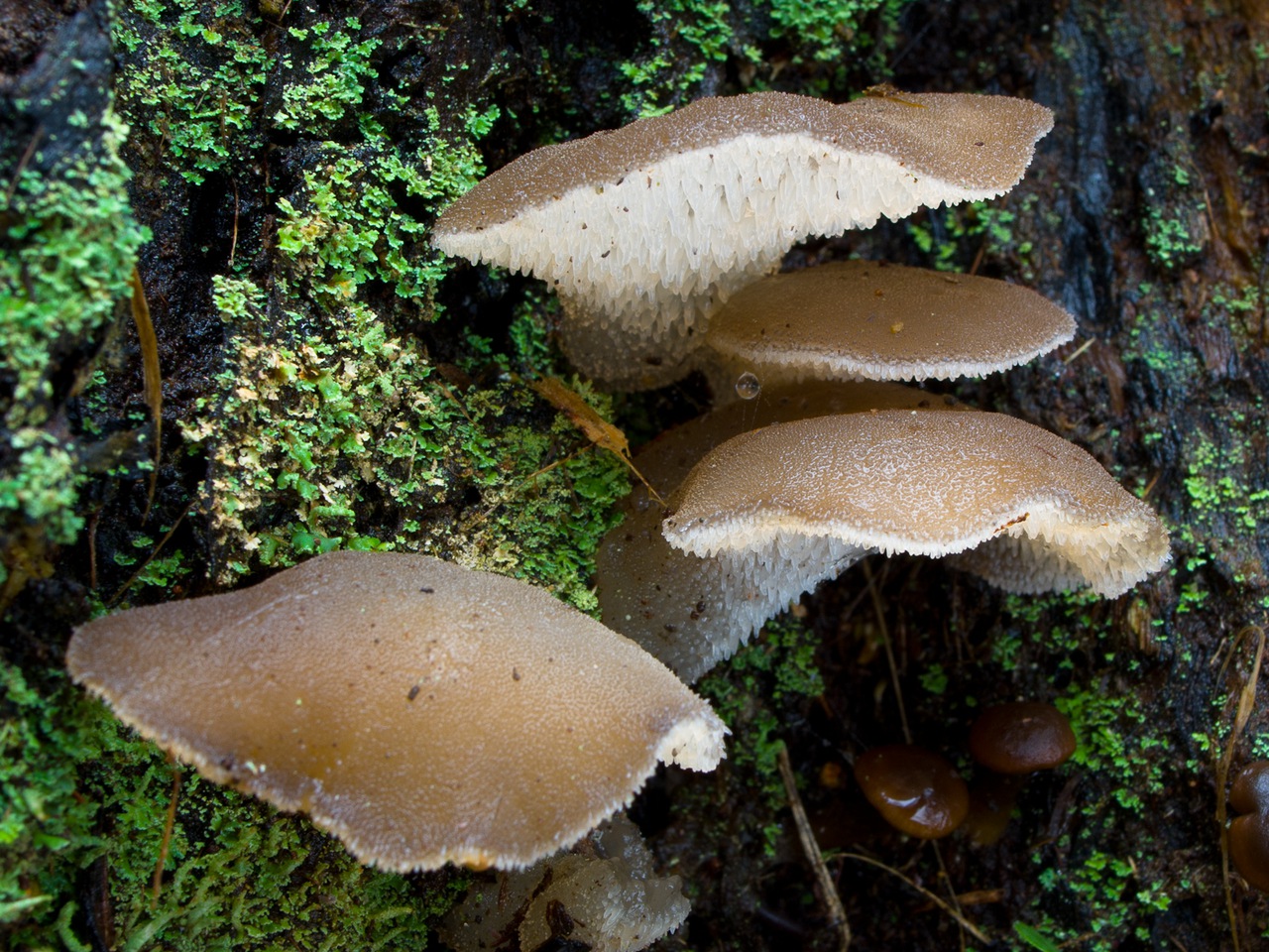 Observation mo-69201, Pseudohydnum gelatinosum