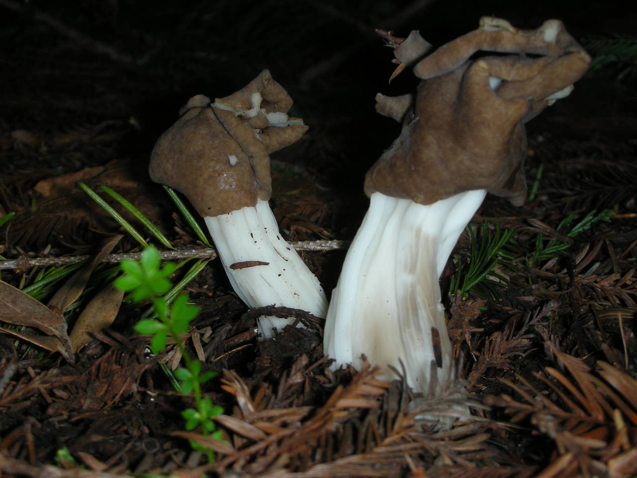Observation mo-7004, Helvella maculata