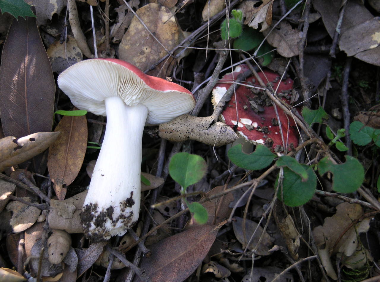 Observation mo-7041, Russula paxilloides