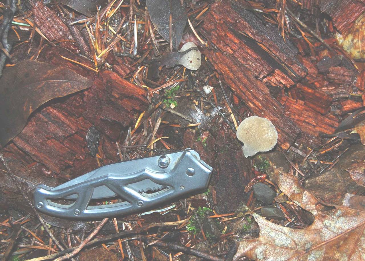 Observation mo-7061, Pseudohydnum gelatinosum