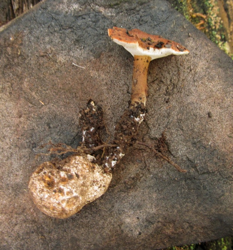 Observation mo-71611, Laccocephalum sclerotinum