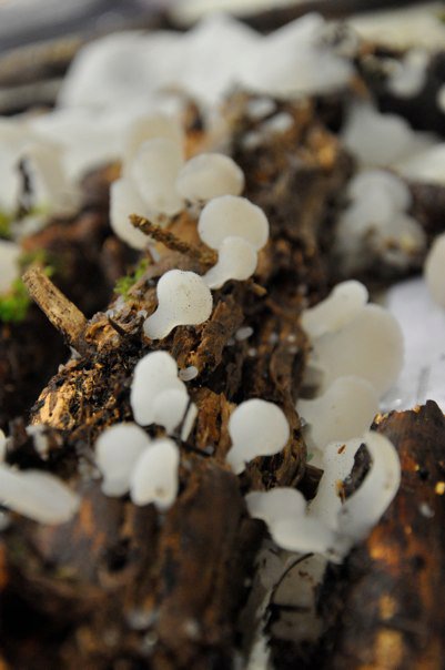 Observation mo-73596, Pseudohydnum gelatinosum