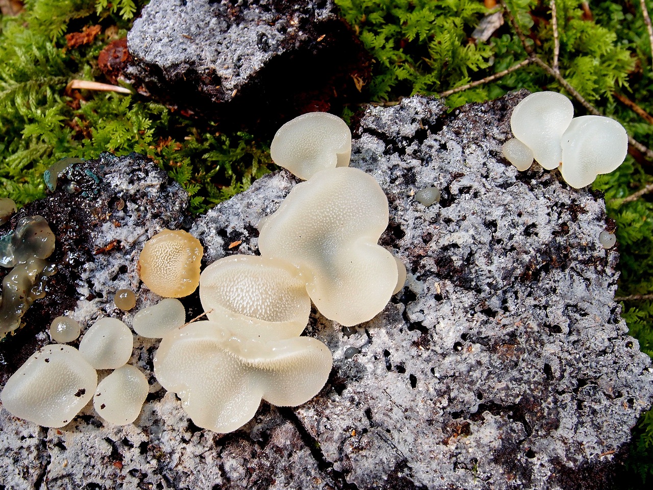 Observation mo-73678, Pseudohydnum gelatinosum