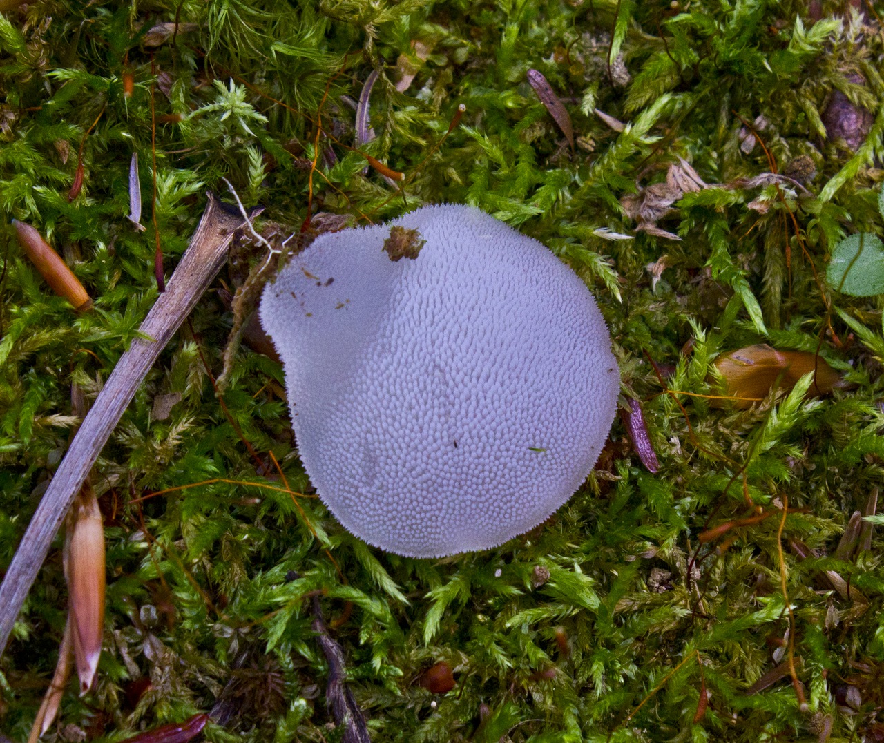 Observation mo-75082, Pseudohydnum gelatinosum