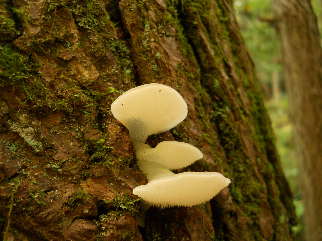 Observation mo-77469, Pseudohydnum gelatinosum