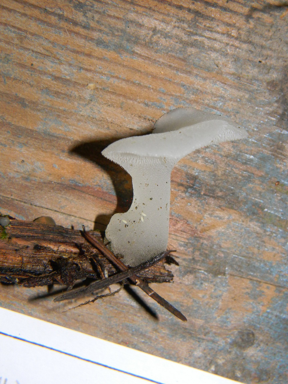 Observation mo-79033, Pseudohydnum gelatinosum