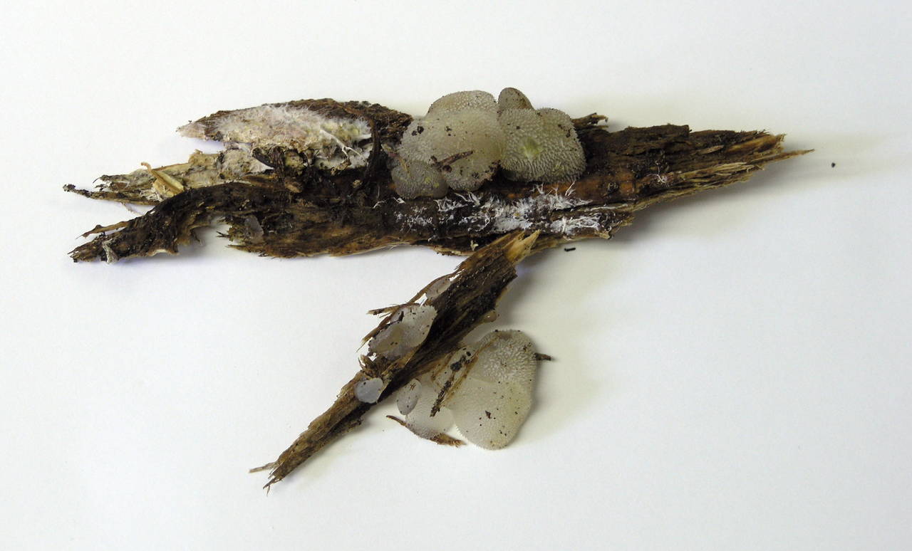 Observation mo-7908, Pseudohydnum gelatinosum