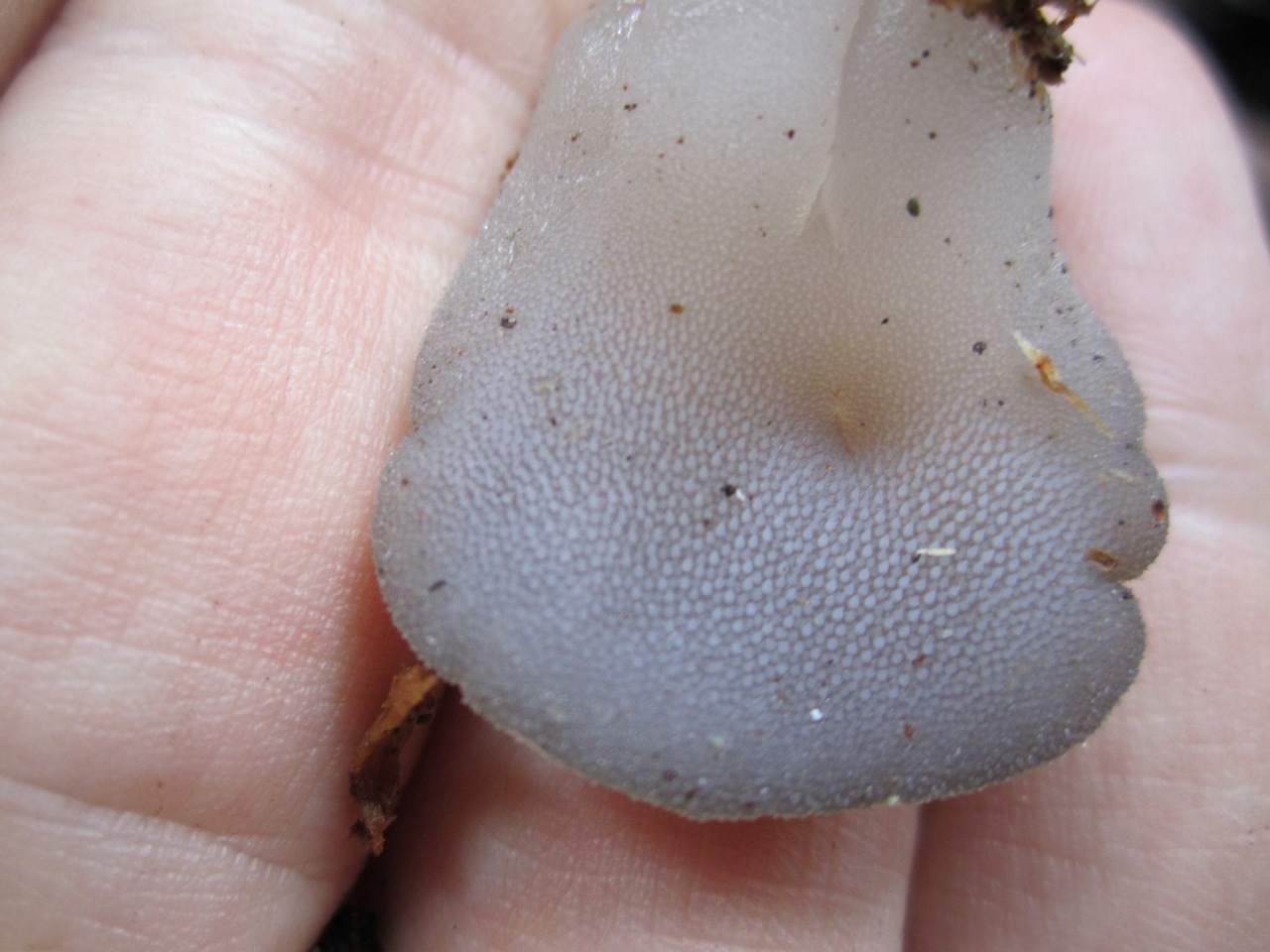Observation mo-79206, Pseudohydnum gelatinosum
