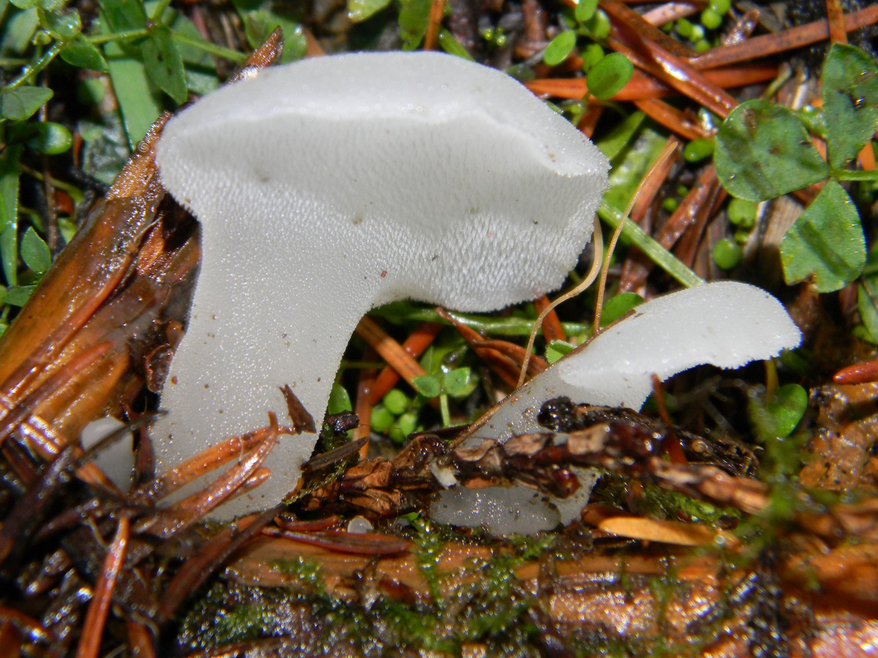 Observation mo-79788, Pseudohydnum gelatinosum