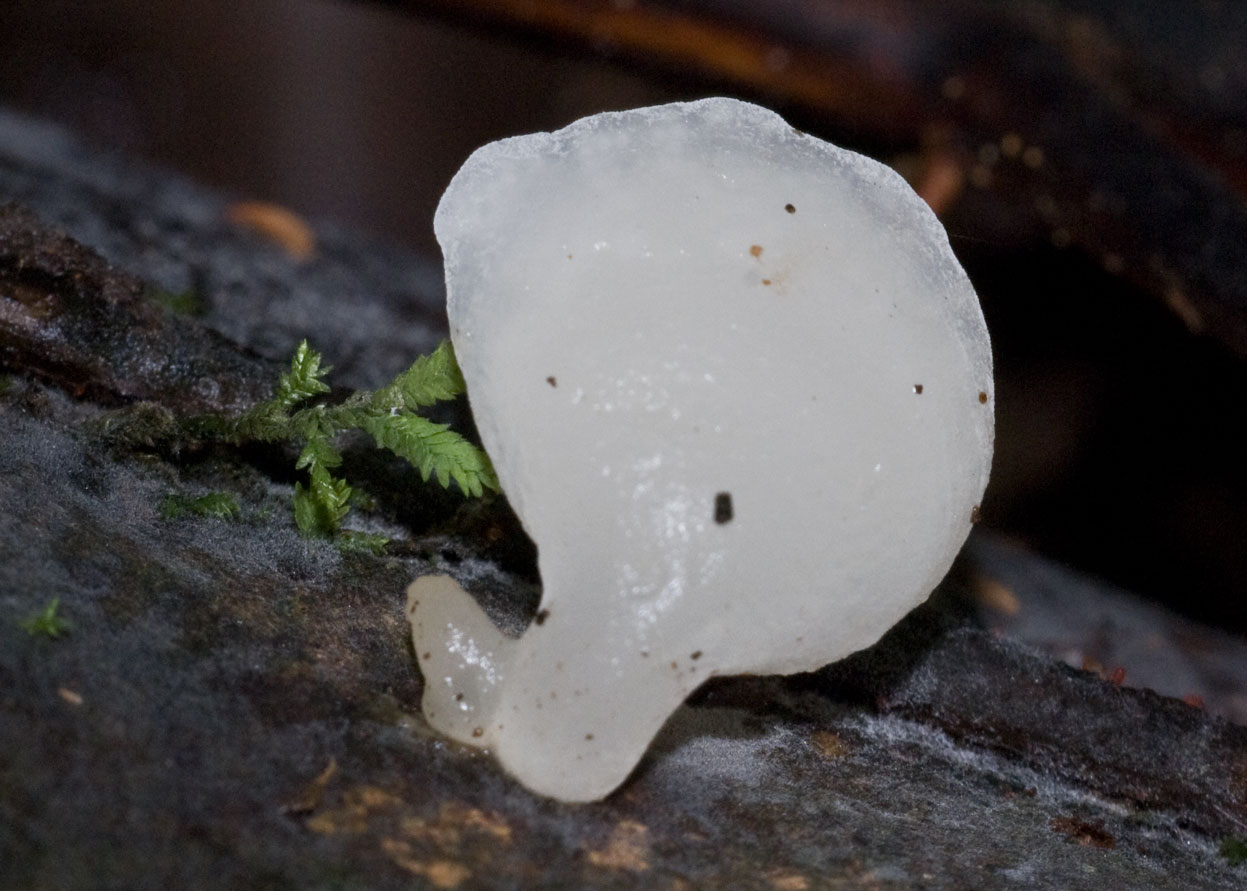Observation mo-8016, Pseudohydnum gelatinosum