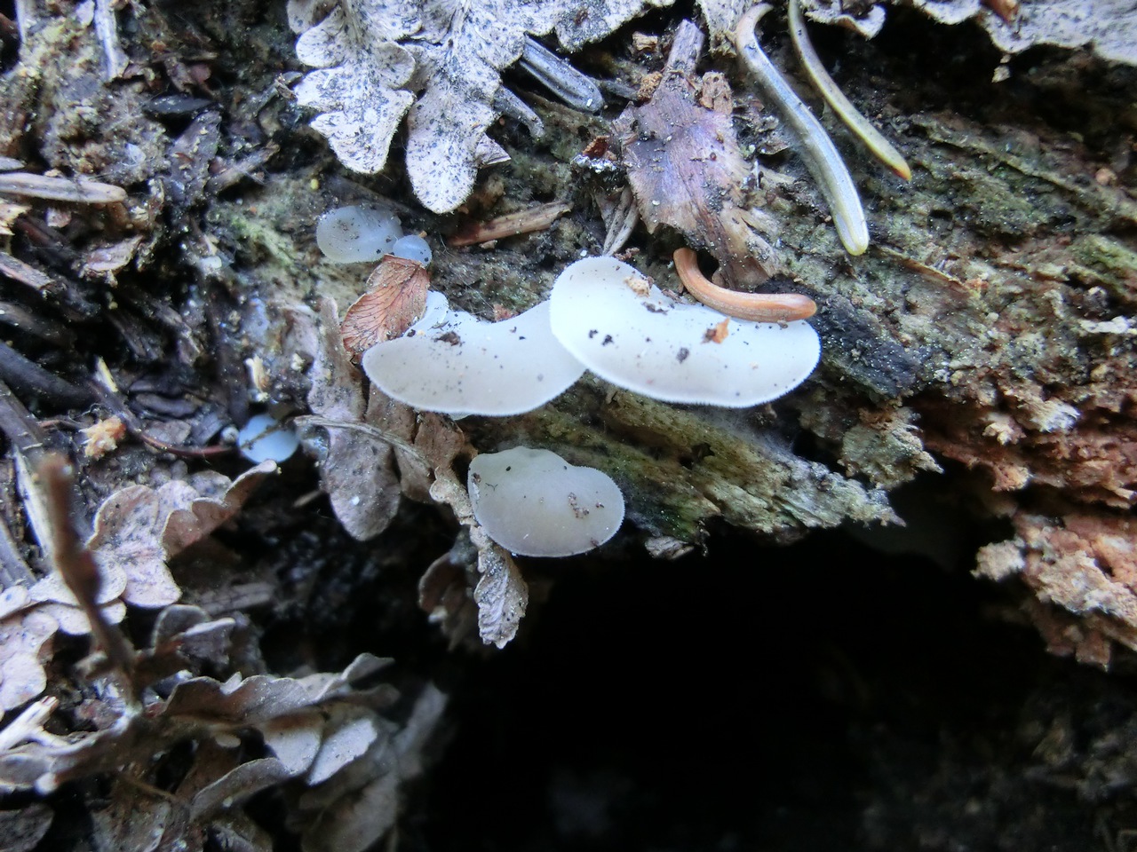 Observation mo-81368, Pseudohydnum gelatinosum