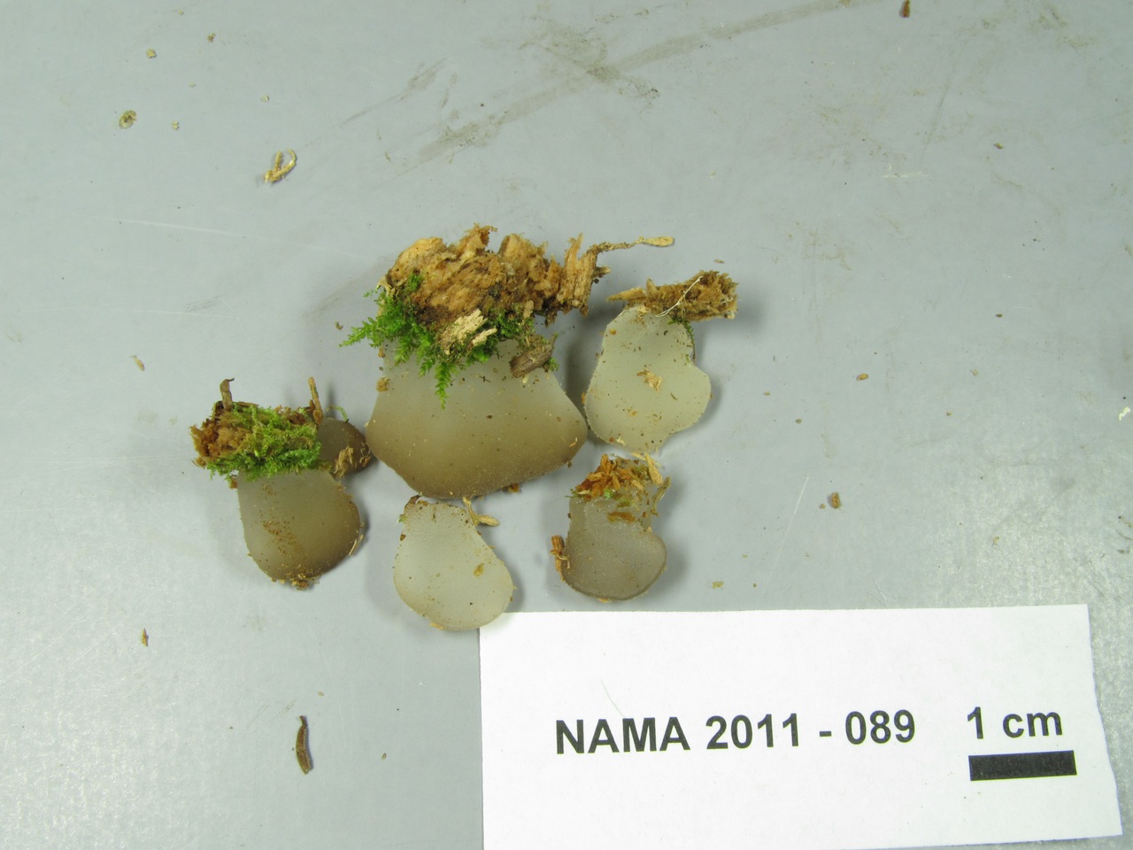 Observation mo-82110, Pseudohydnum gelatinosum