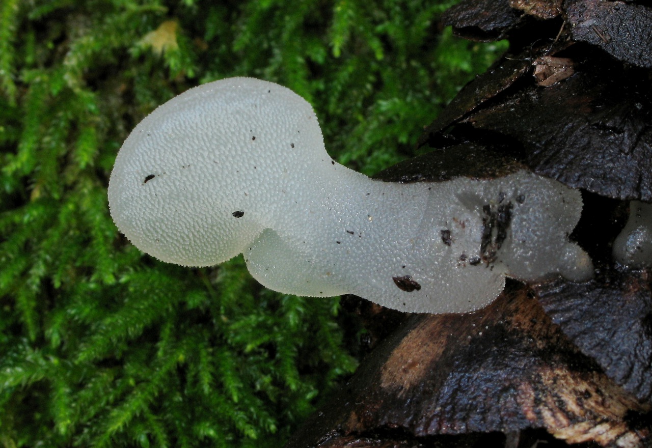 Observation mo-82902, Pseudohydnum gelatinosum
