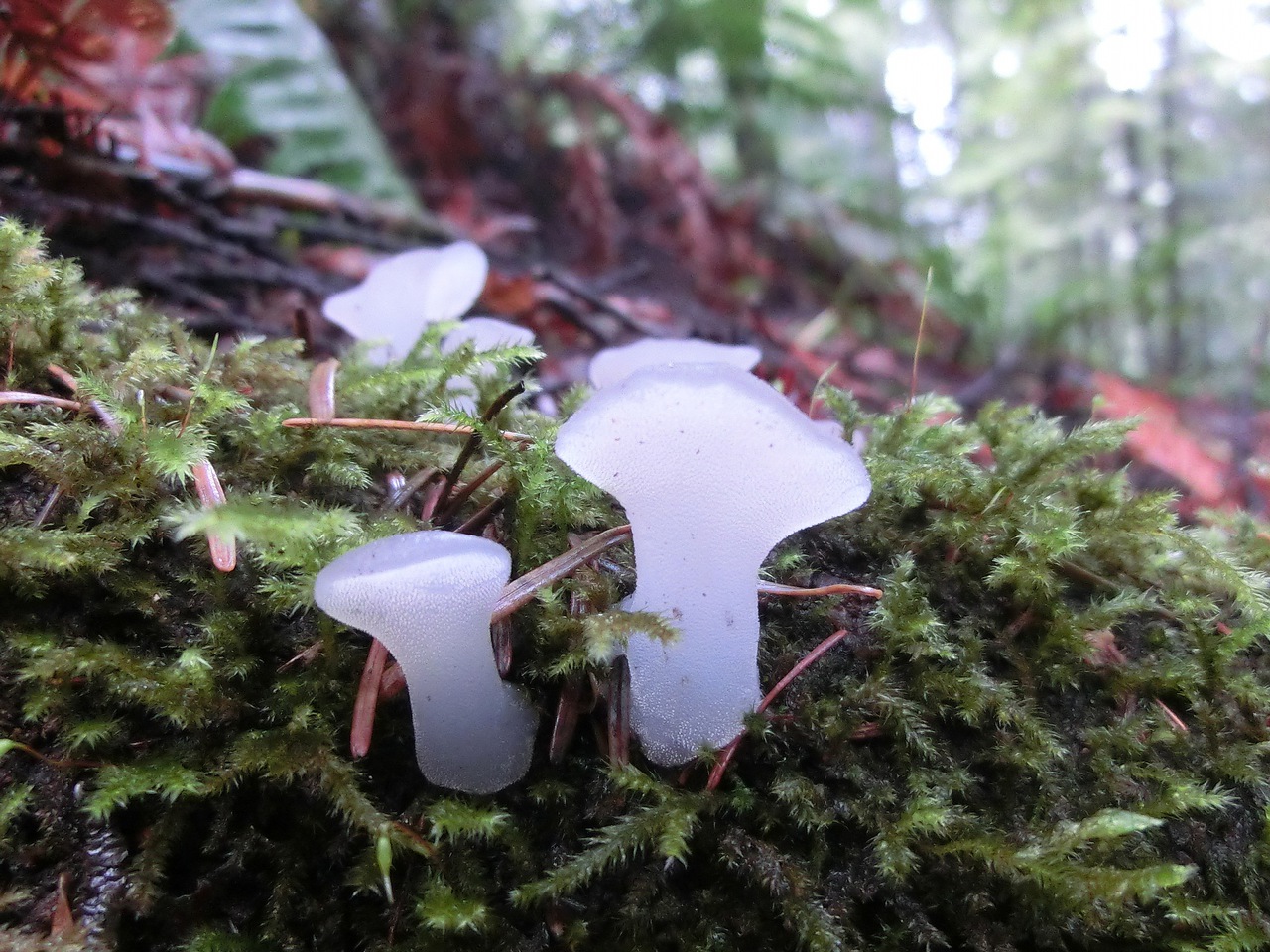 Observation mo-83562, Pseudohydnum gelatinosum