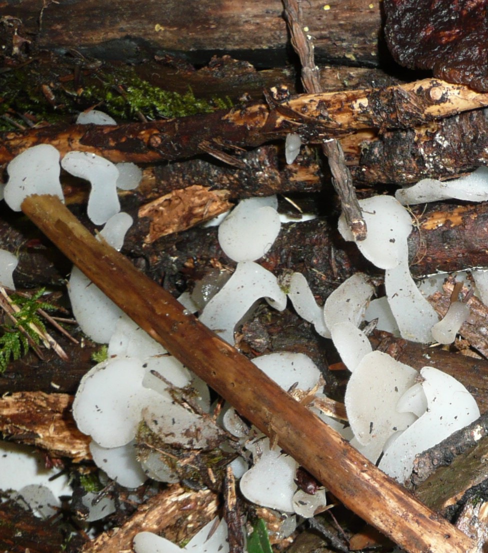 Observation mo-83657, Pseudohydnum gelatinosum