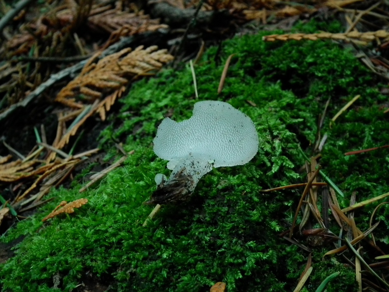 Observation mo-84072, Pseudohydnum gelatinosum