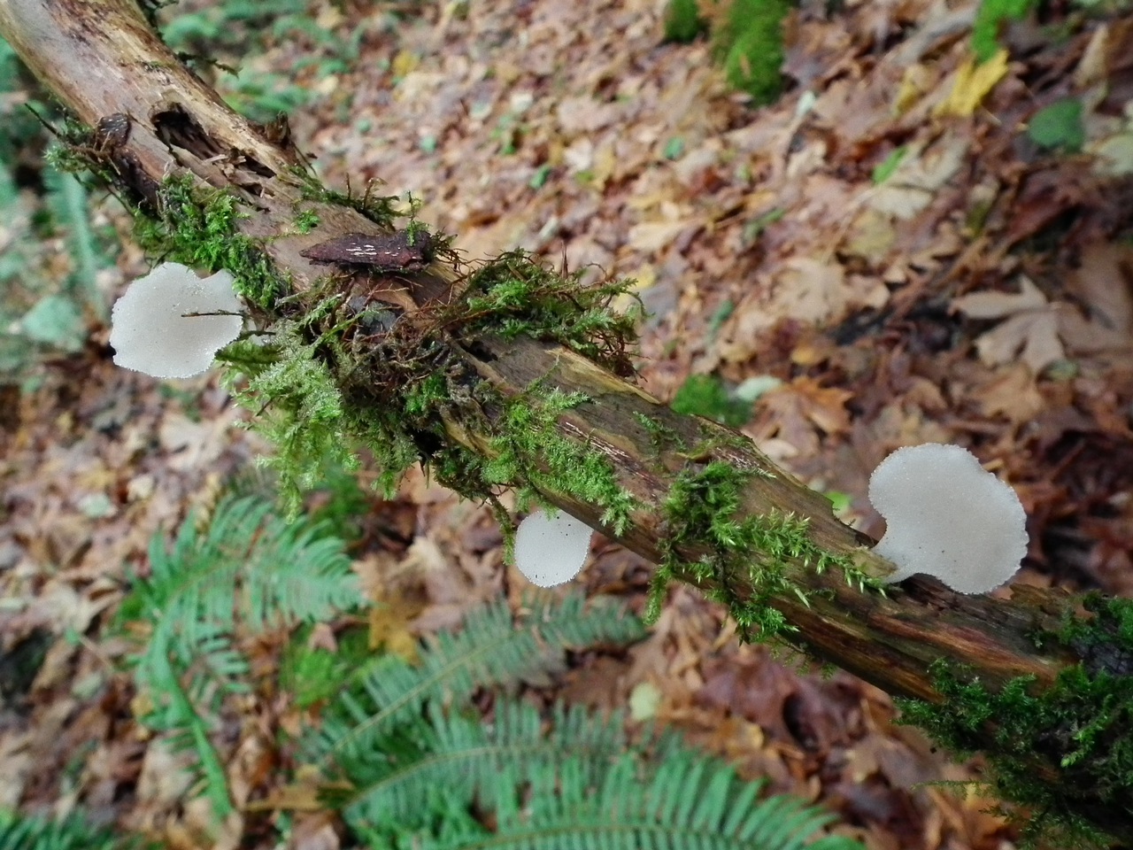 Observation mo-84074, Pseudohydnum gelatinosum
