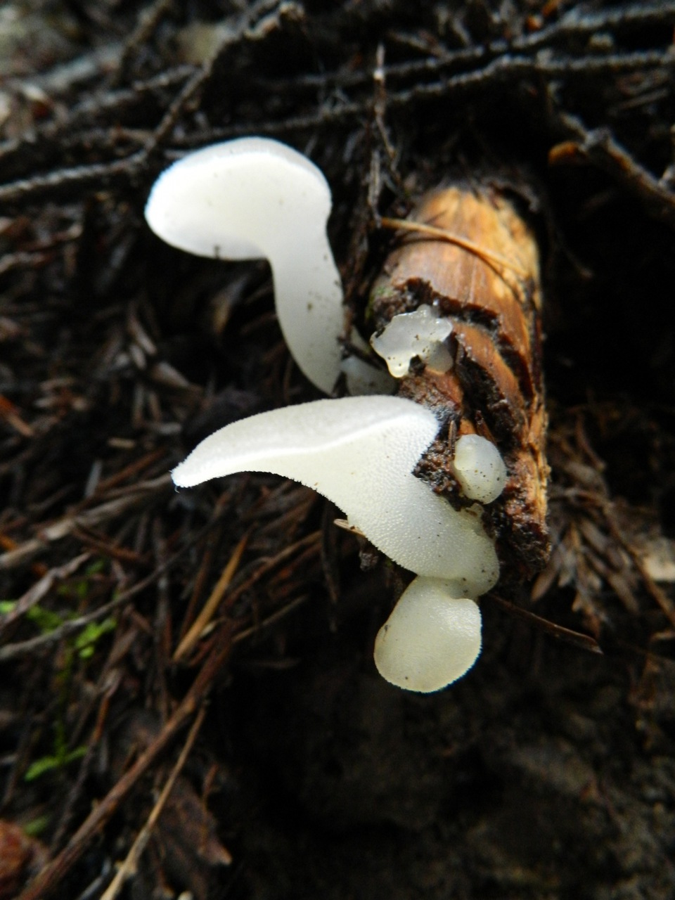 Observation mo-84122, Pseudohydnum gelatinosum