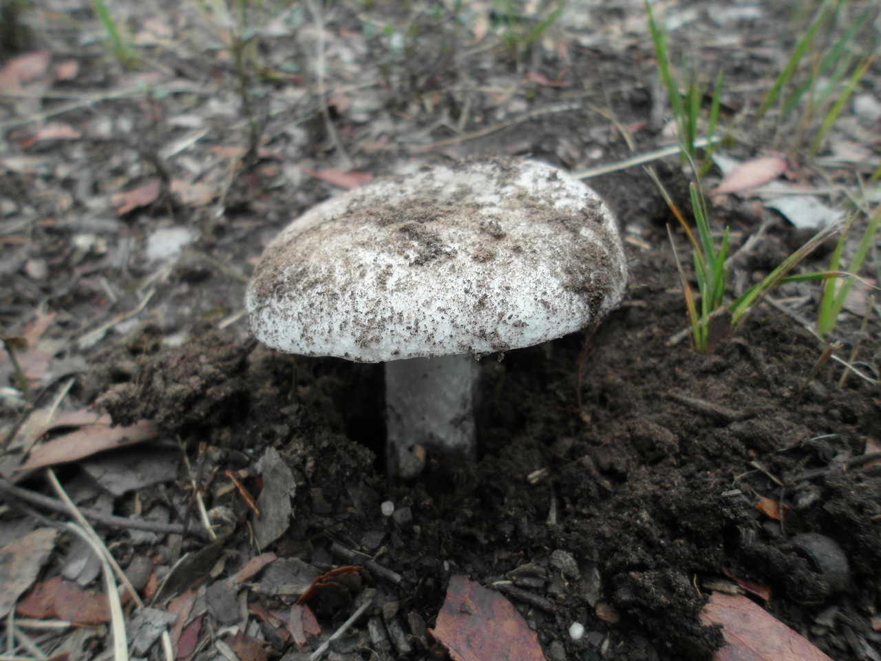 Observation mo-84468, Amanita sp. 'AUS17'