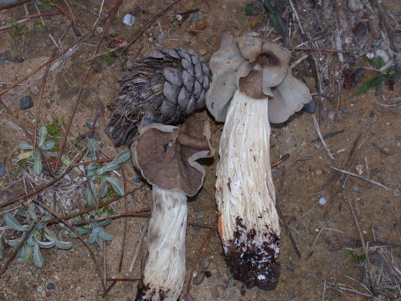 Observation mo-84867, Helvella maculata
