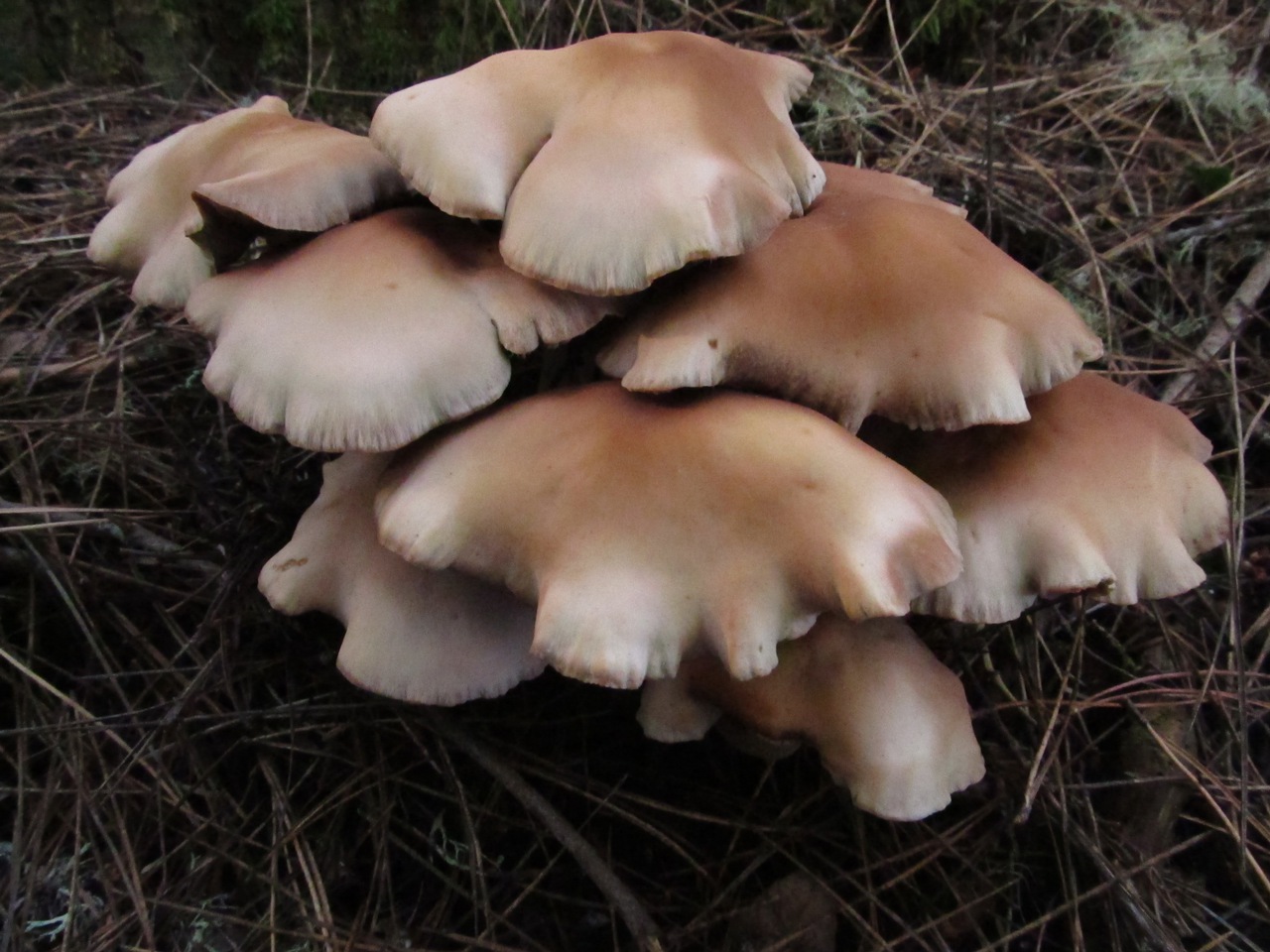 Observation mo-85132, Psathyrella spadicea