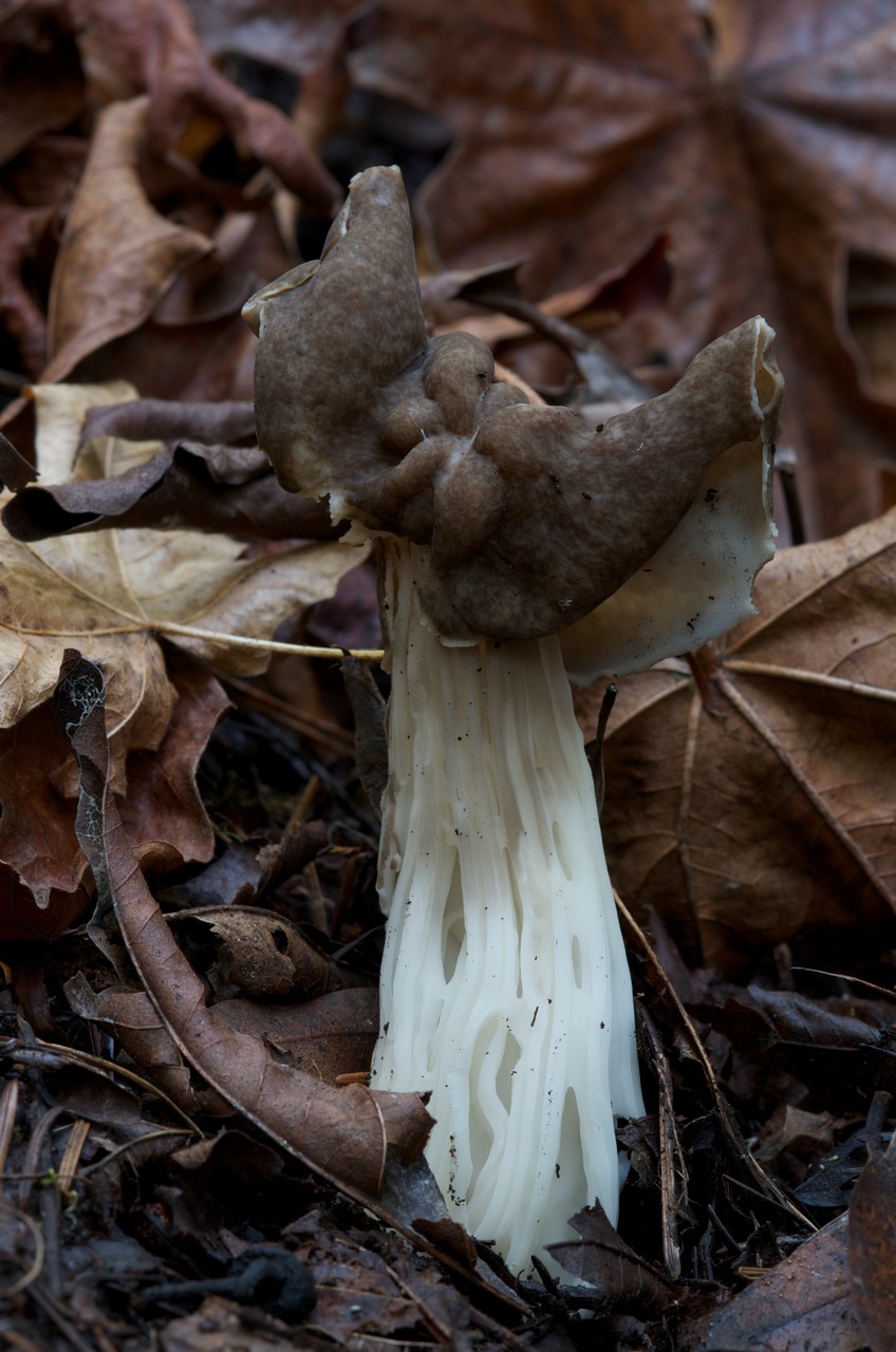 Observation mo-85331, Helvella maculata