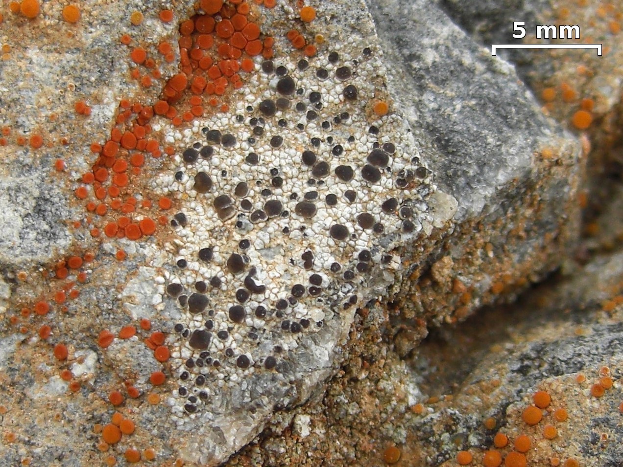 Observation mo-87617, Lecania franciscana