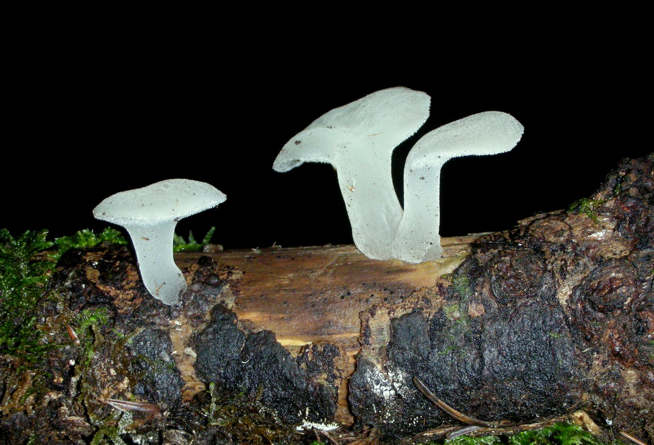 Observation mo-87851, Pseudohydnum gelatinosum