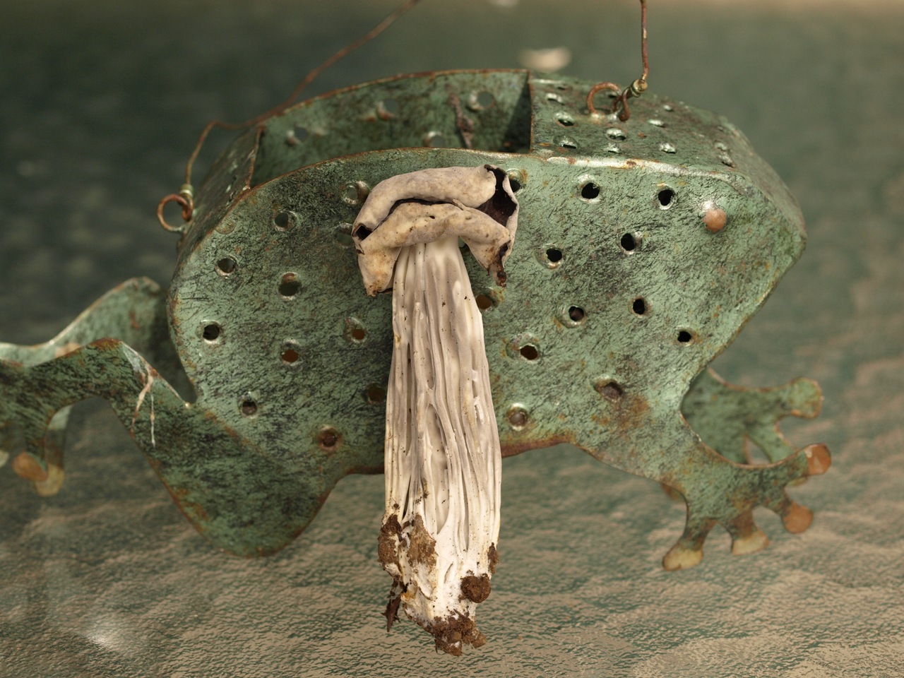 Observation mo-88257, Helvella maculata