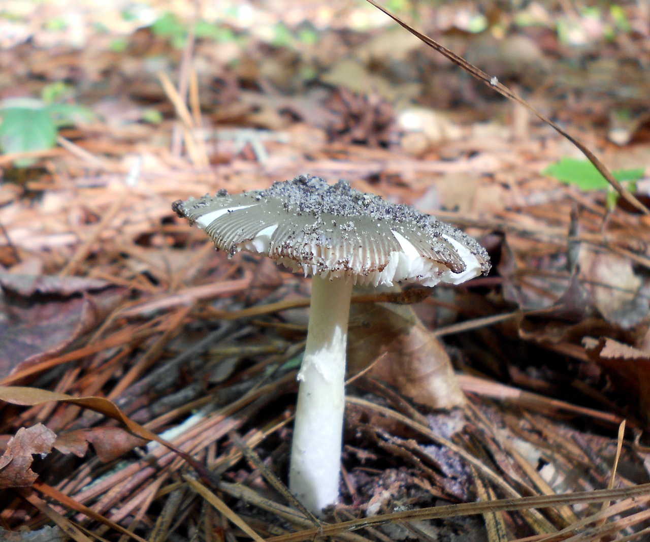 Observation mo-89477, Amanita sp. 'F18'