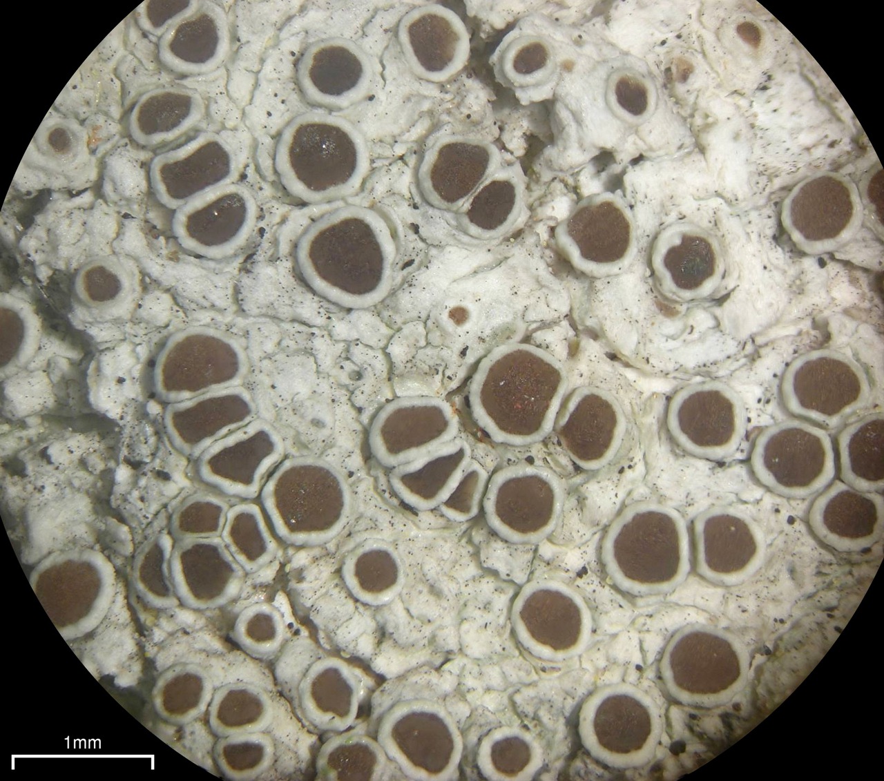 Observation mo-90266, Lecanora pulicaris